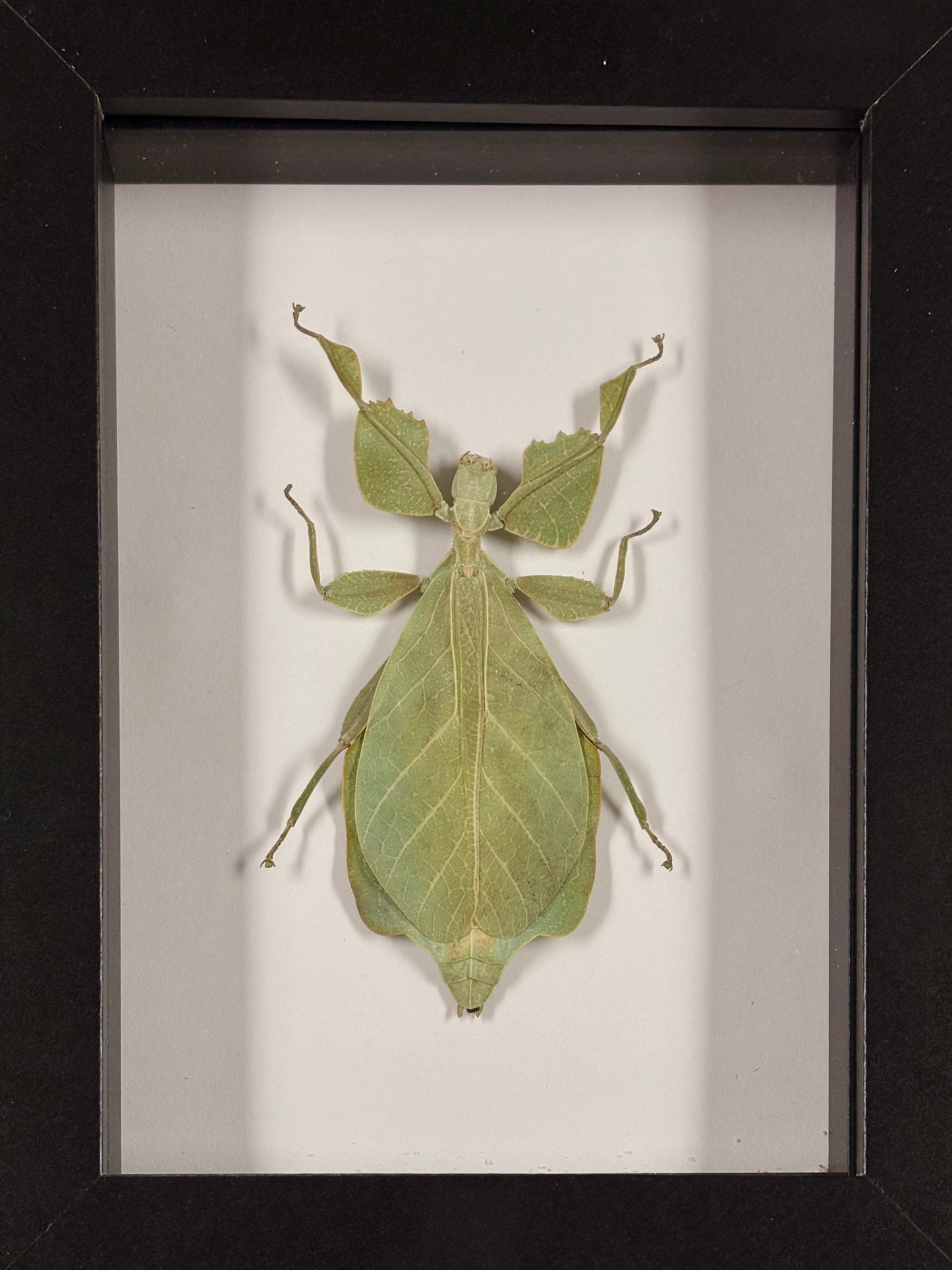 Leaf Bug Specimen Frame