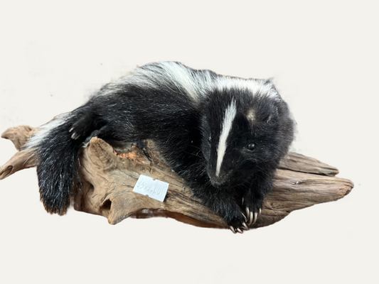 Taxidermy Baby Skunk