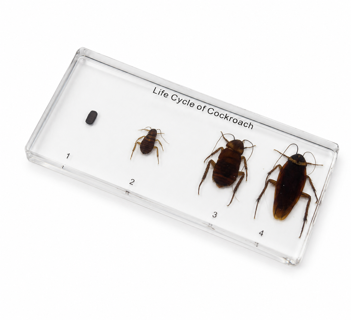 Cockroach life cycle resin specimen display