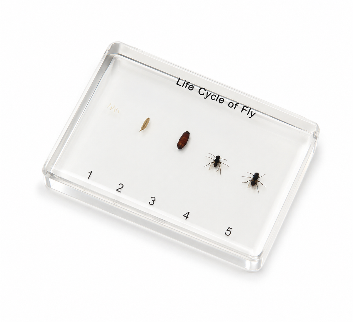 House fly life cycle resin specimen display