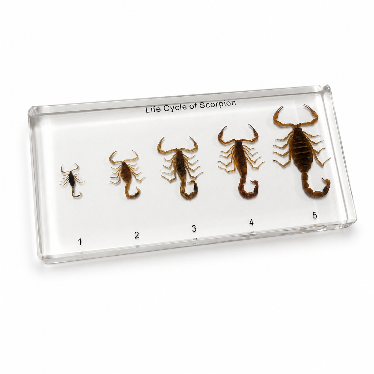Scorpion life cycle resin specimen display