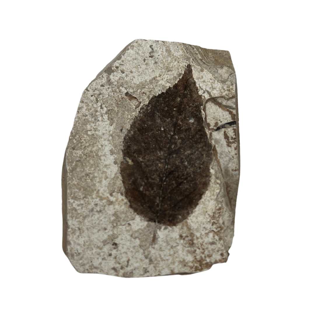 Plant Fossil