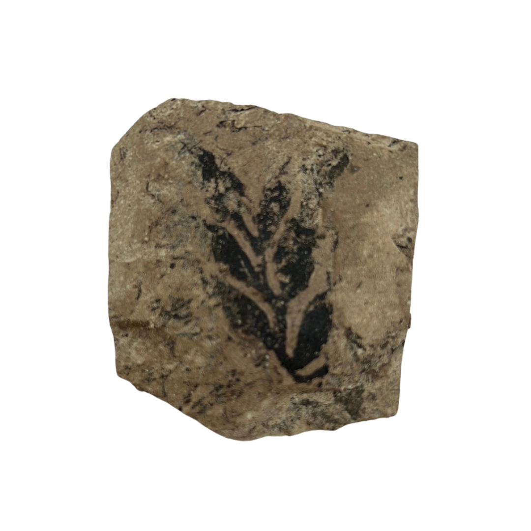 Plant Fossil