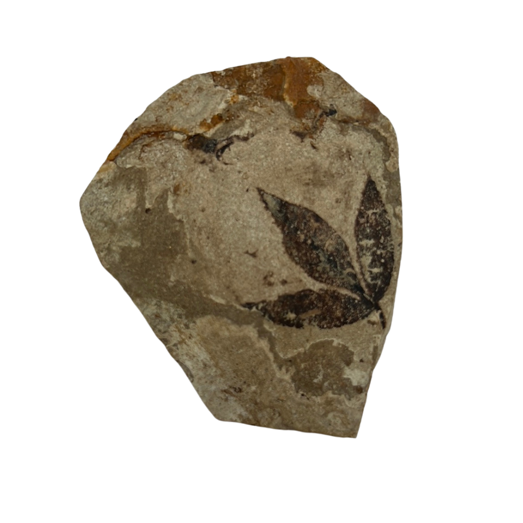 Plant Fossil
