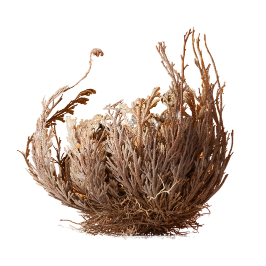 Rose of Jericho - Resurrection Plant