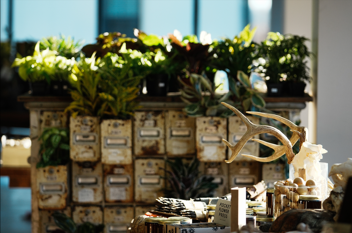 Sunlit cabinets, plants, antlers, and curious objects inside Flora & Fauna