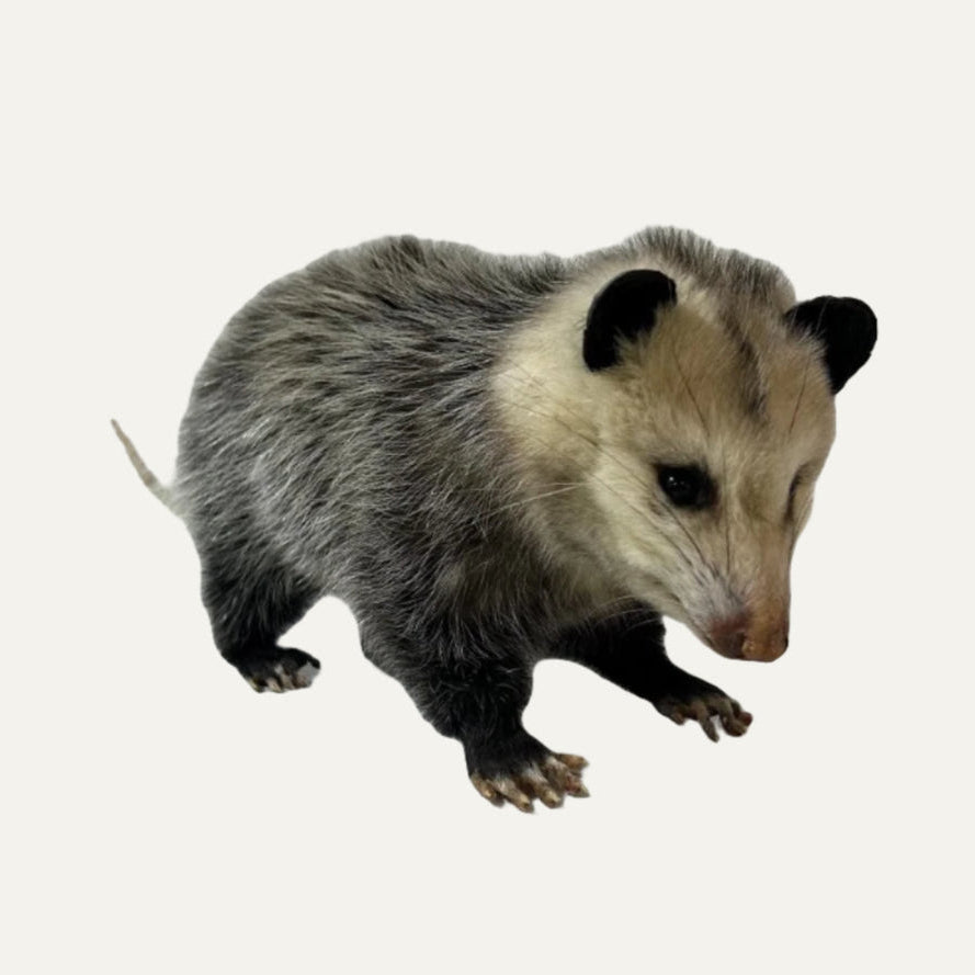 Taxidermy Opossum