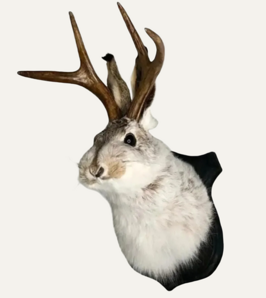 Taxidermy Jackalope