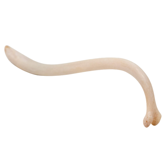 Raccoon Penis Bone
