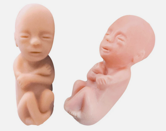 12 Week Fetal Model