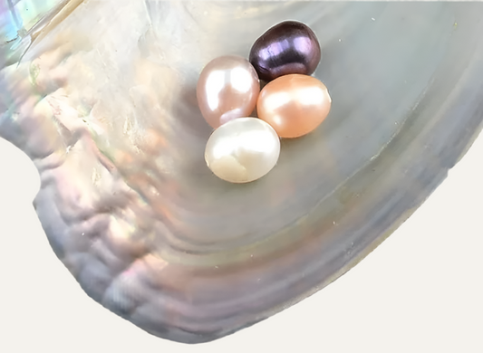 Pearl Oyster