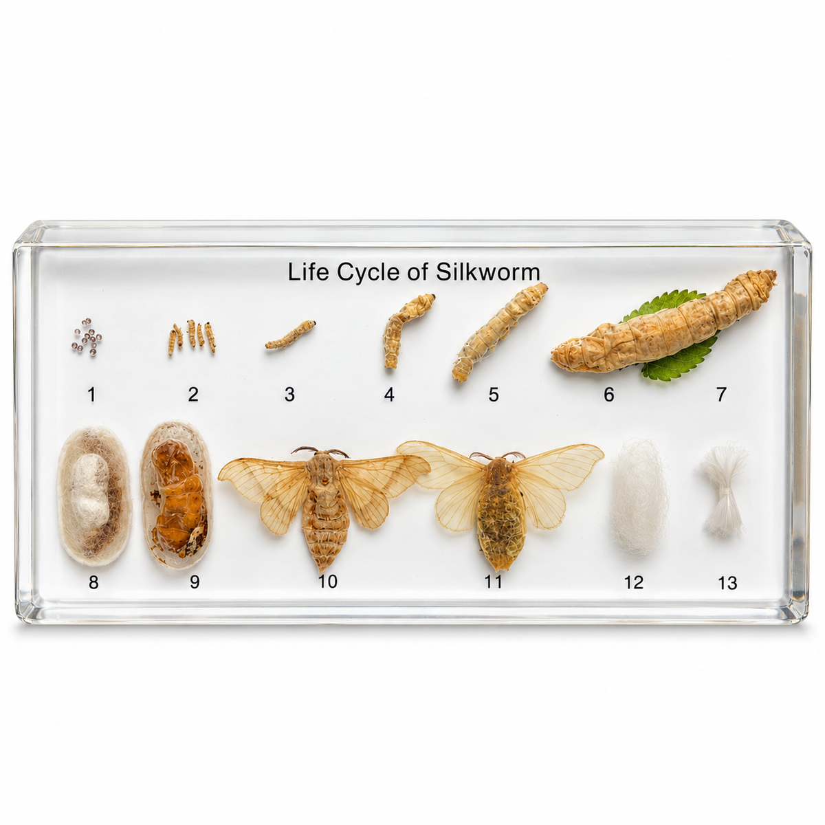 Silkworm life cycle specimen display on a white background