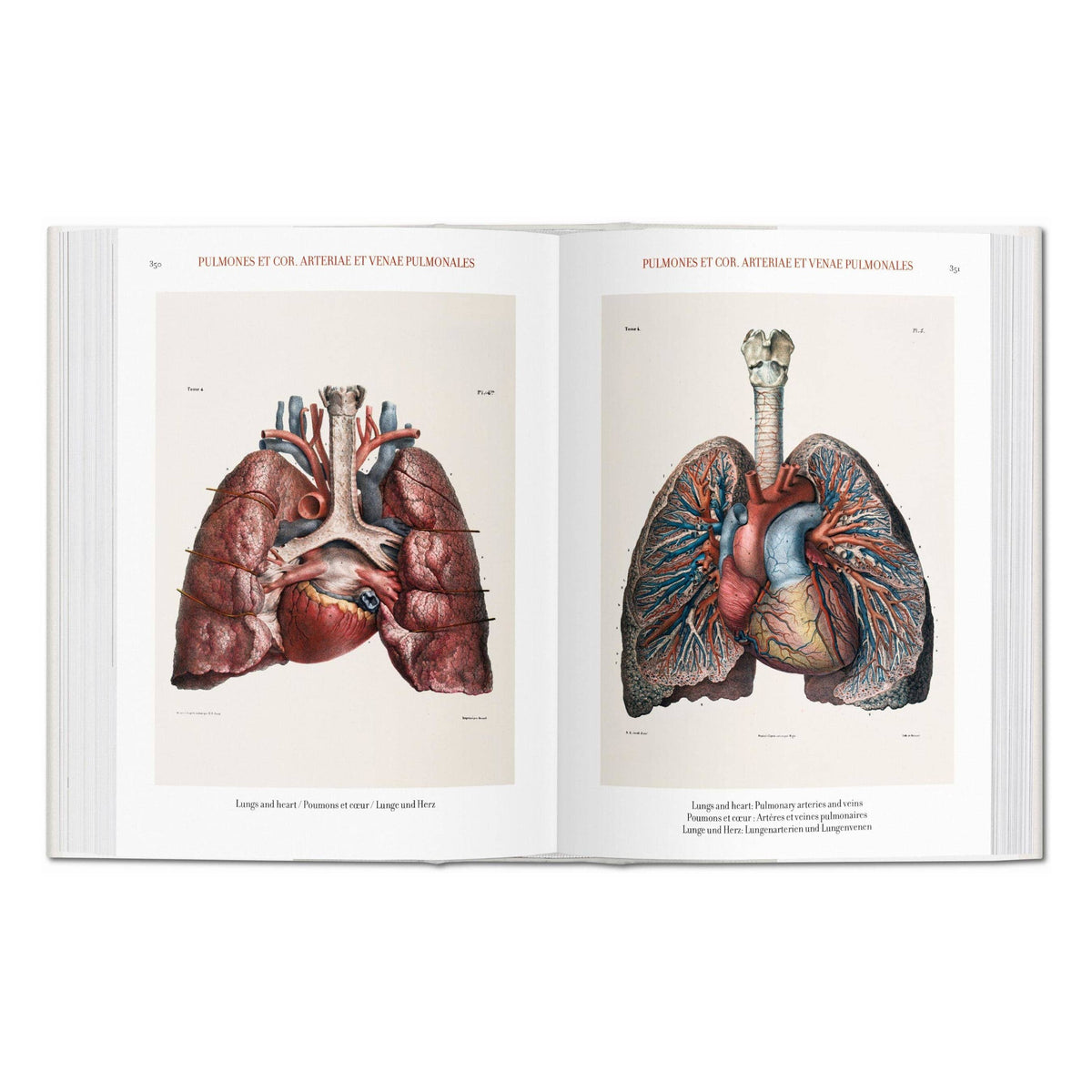 Bourgery. Atlas of Human Anatomy and Surgery (German, French, English)
