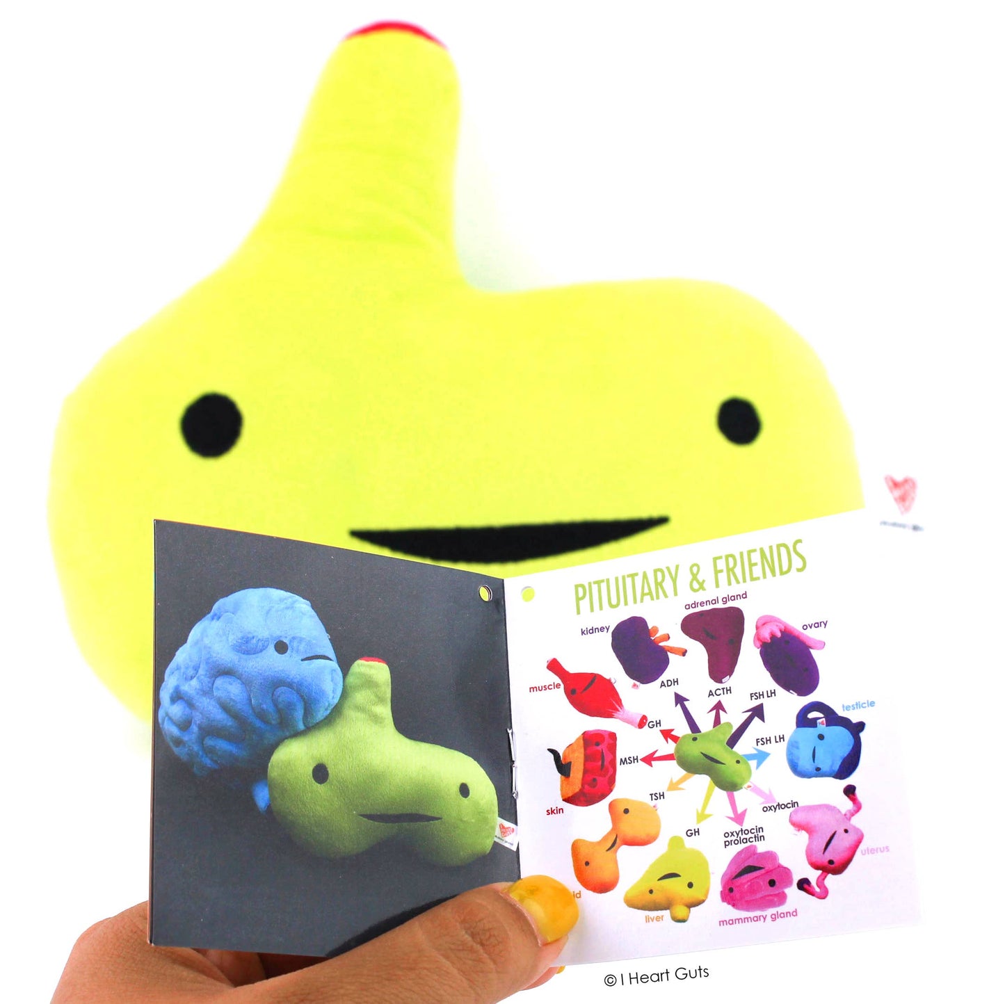 Pituitary Gland Plush