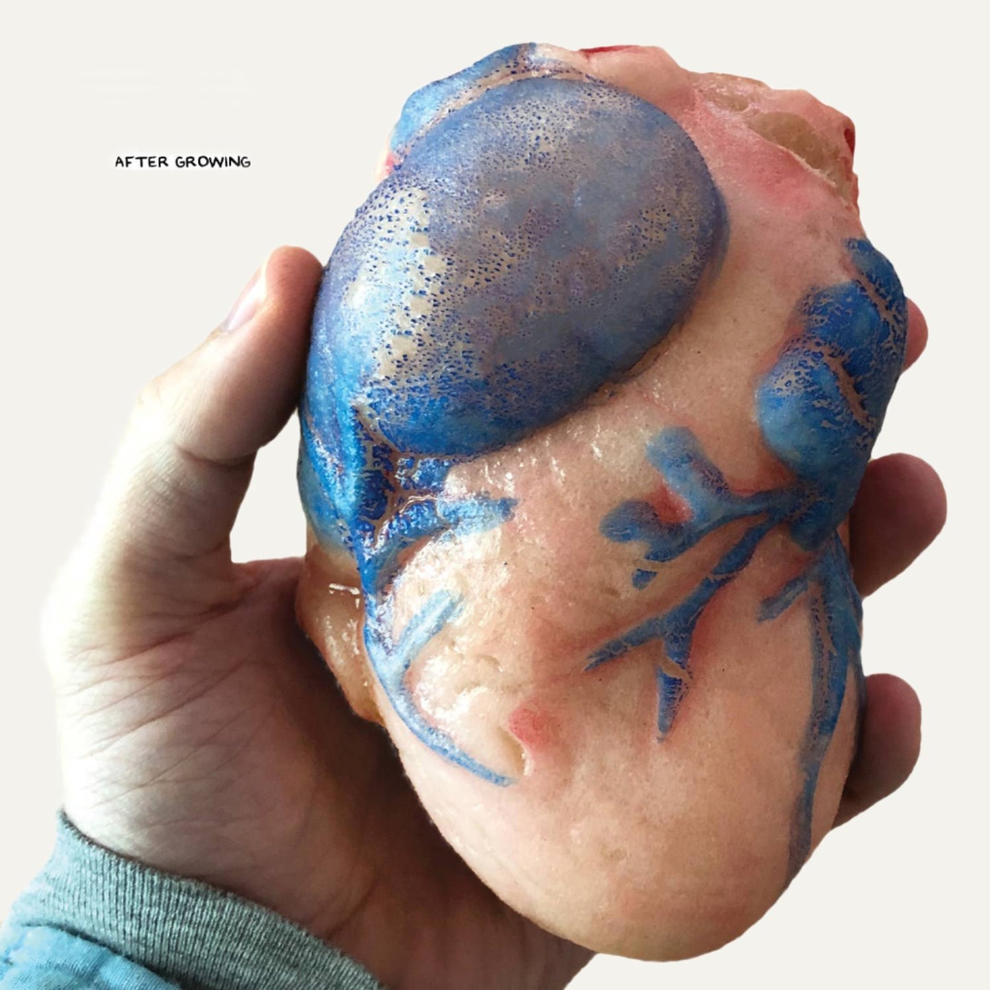 Grow a Heart |
Anatomy Model Polymer Heart Science Kit