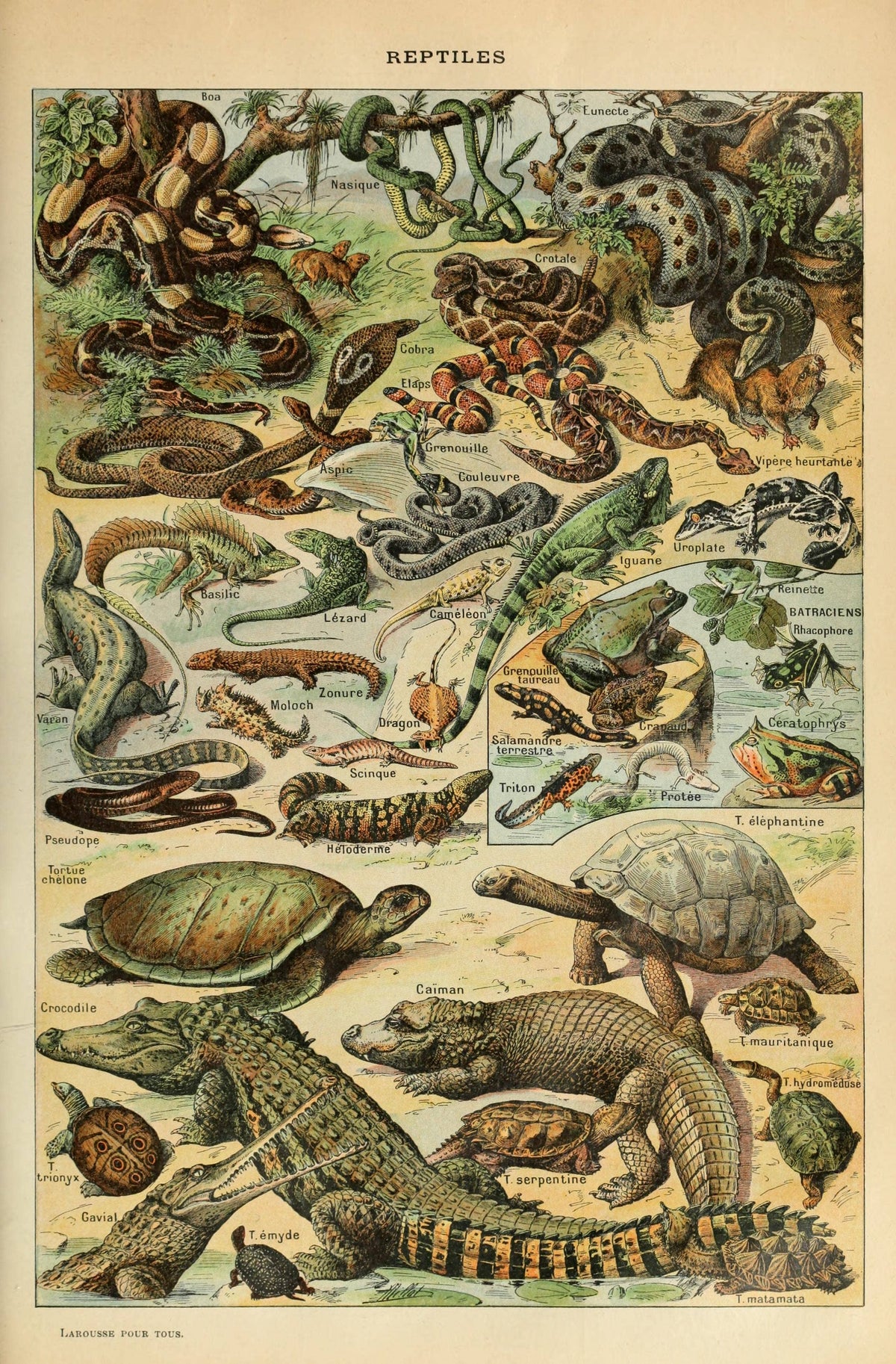 Reptiles by Adolphe Millot Scientific Illustration Canvas Print