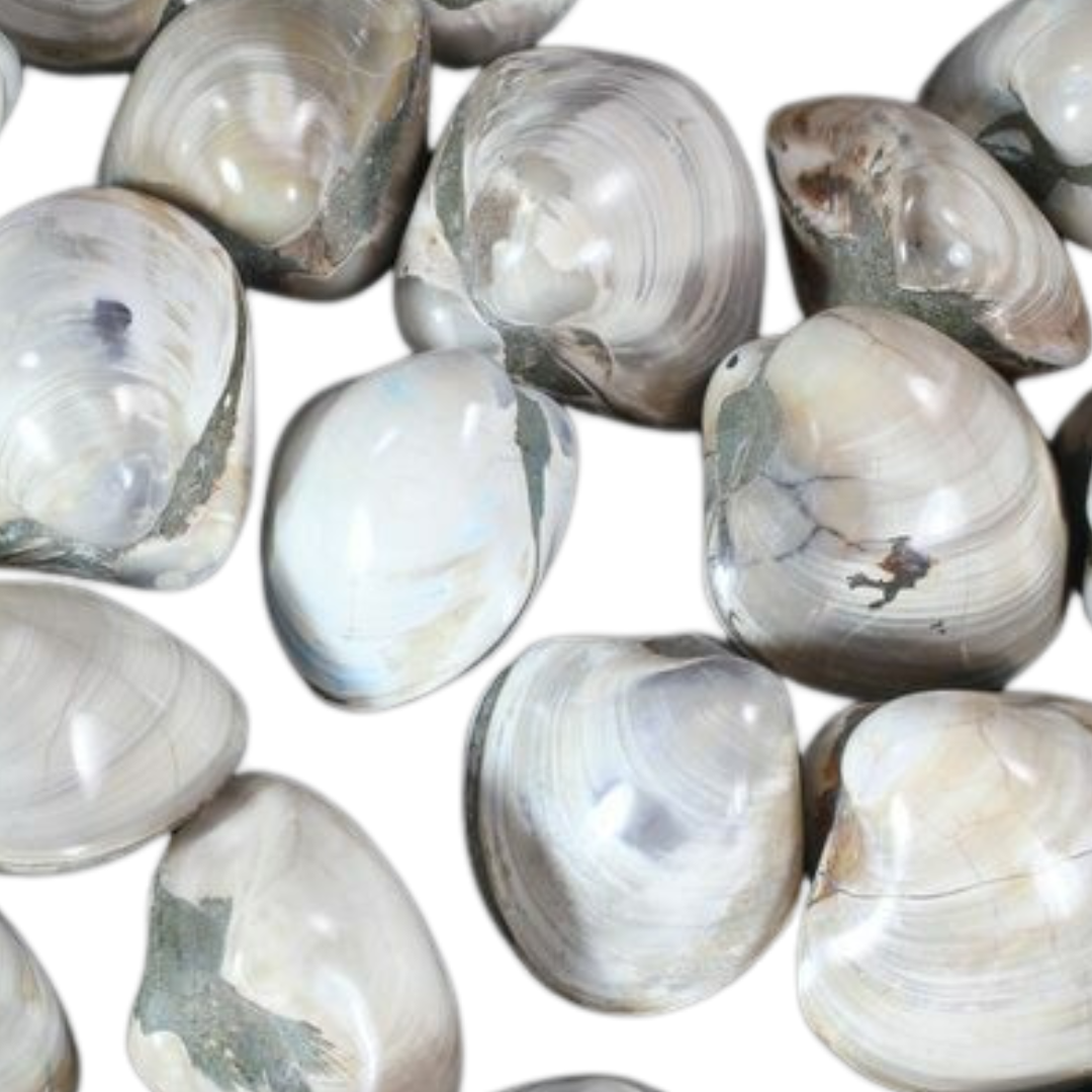Capsium Shell Fossilized Clam Shell – FLORA & FAUNA
