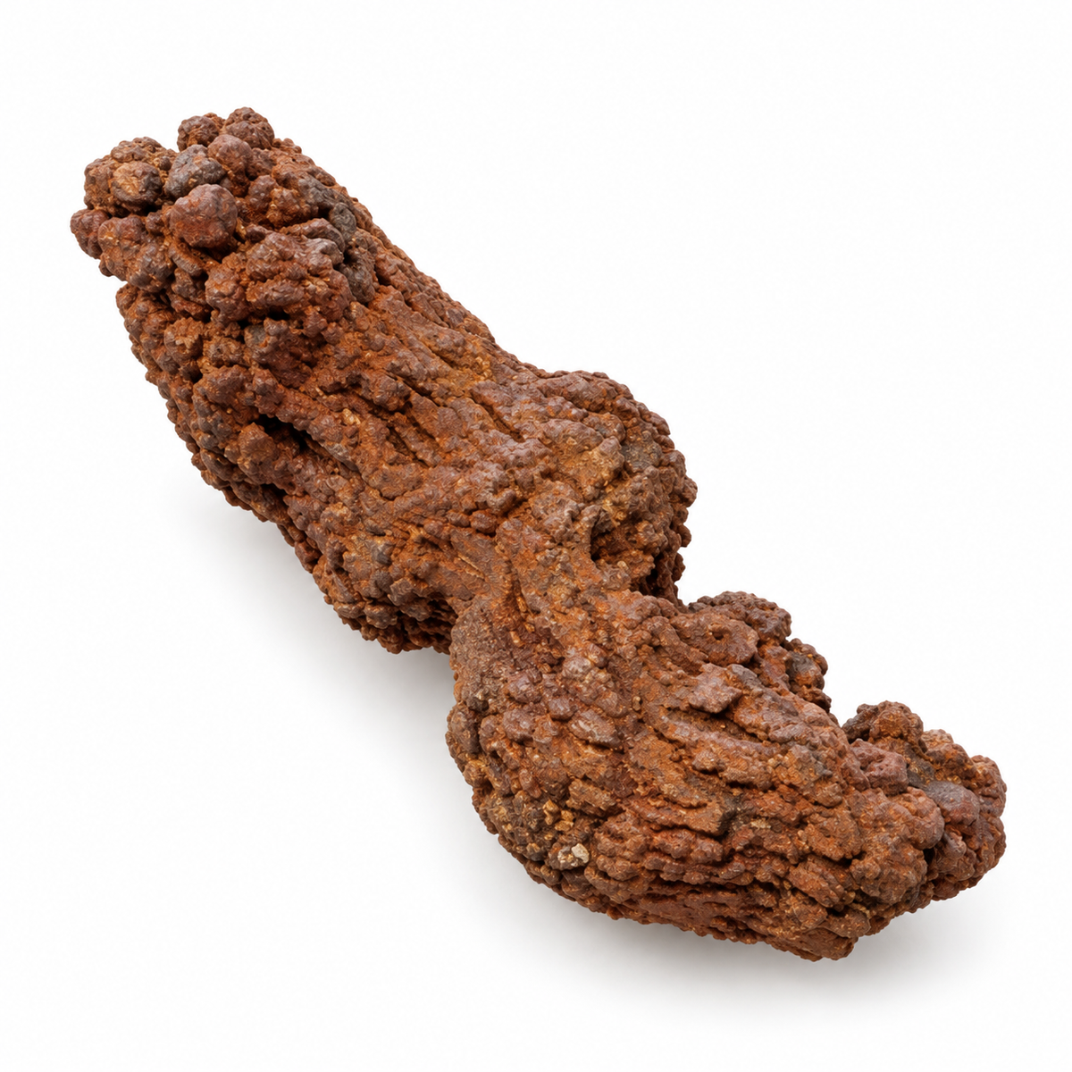 Elongated reddish-brown coprolite specimen.