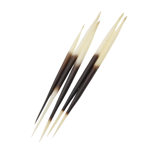 Porcupine Quill