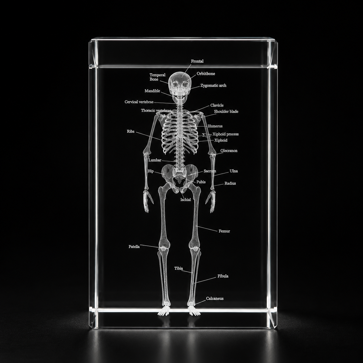Skeleton paperweight front view on black background