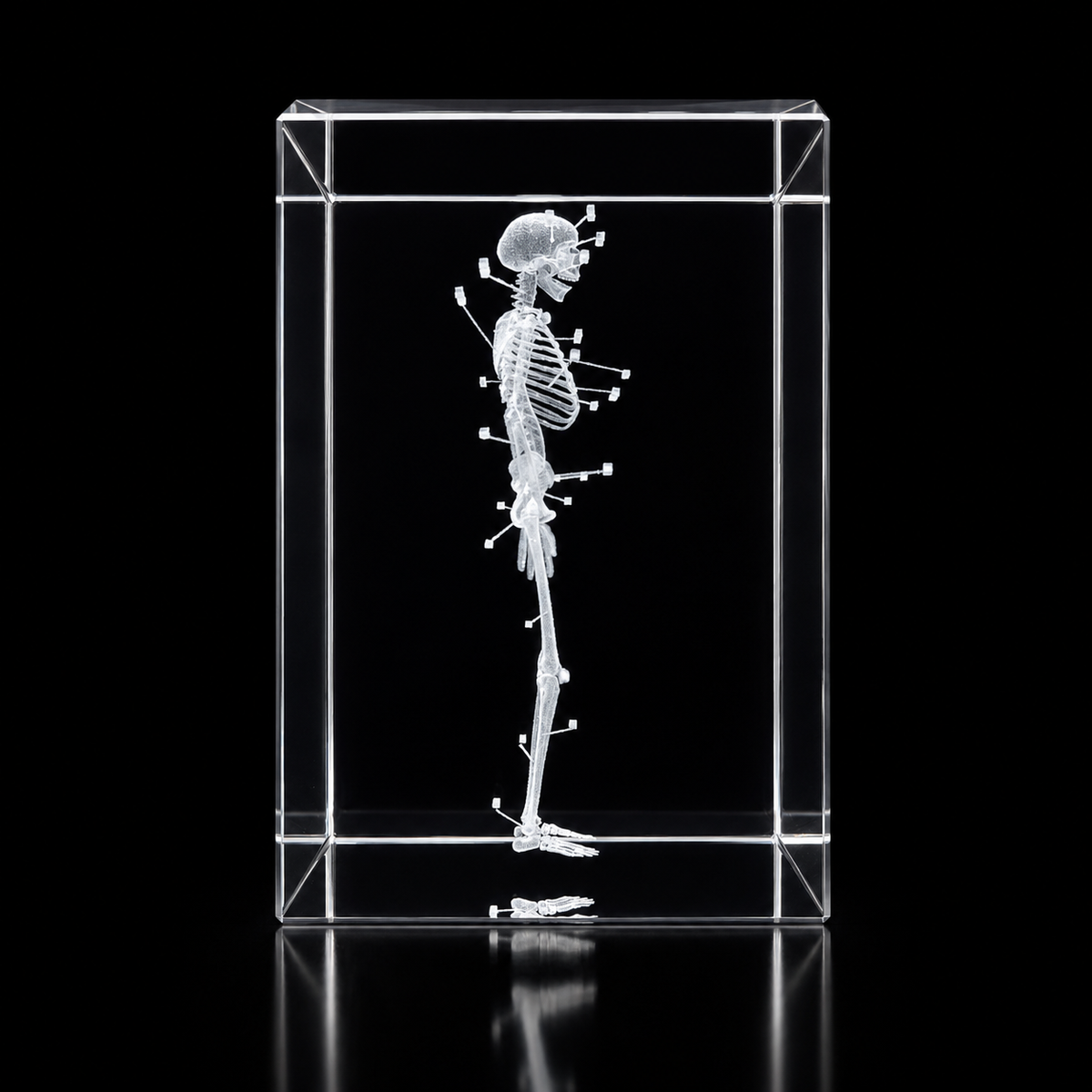 Skeleton paperweight side view on black background