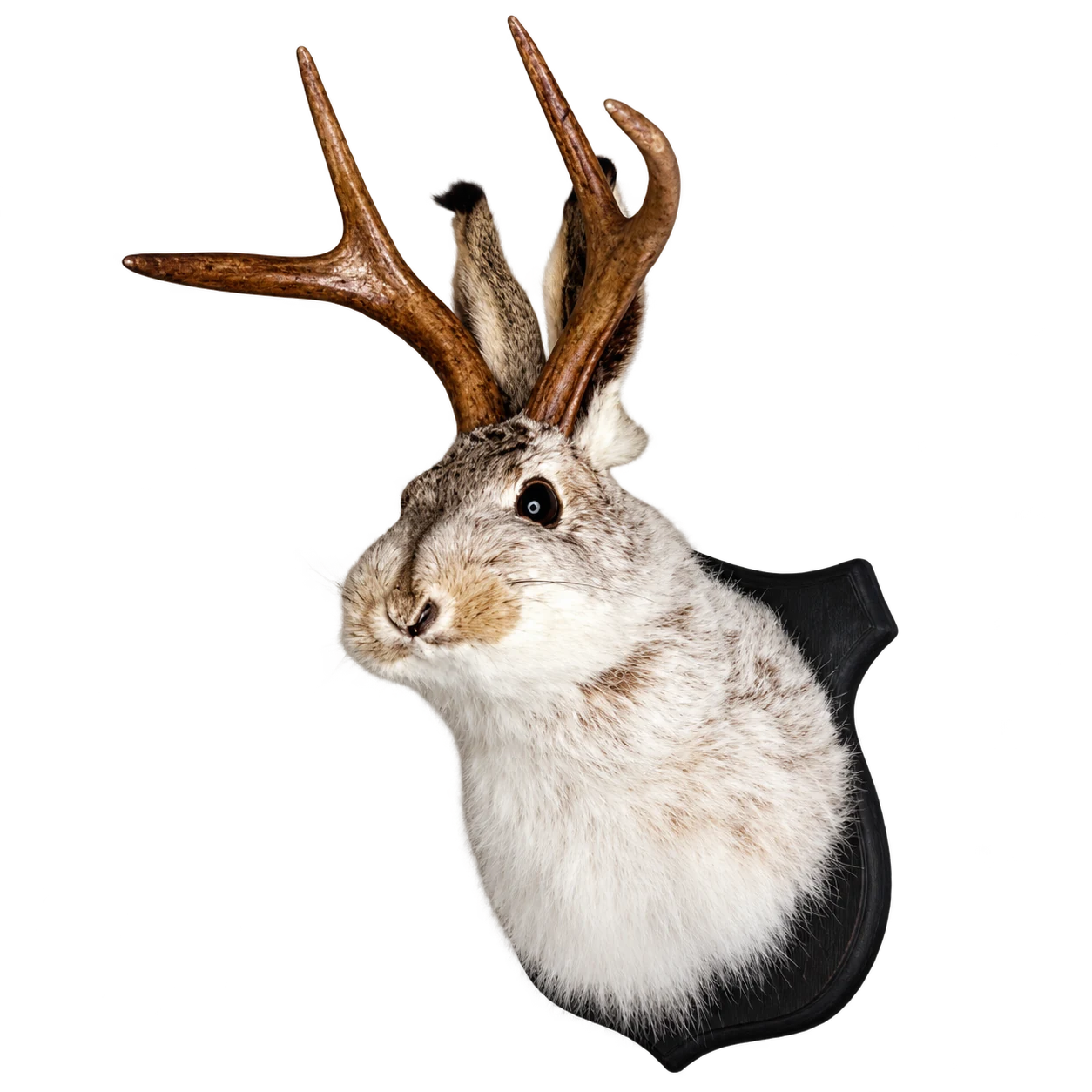 Taxidermy jackalope