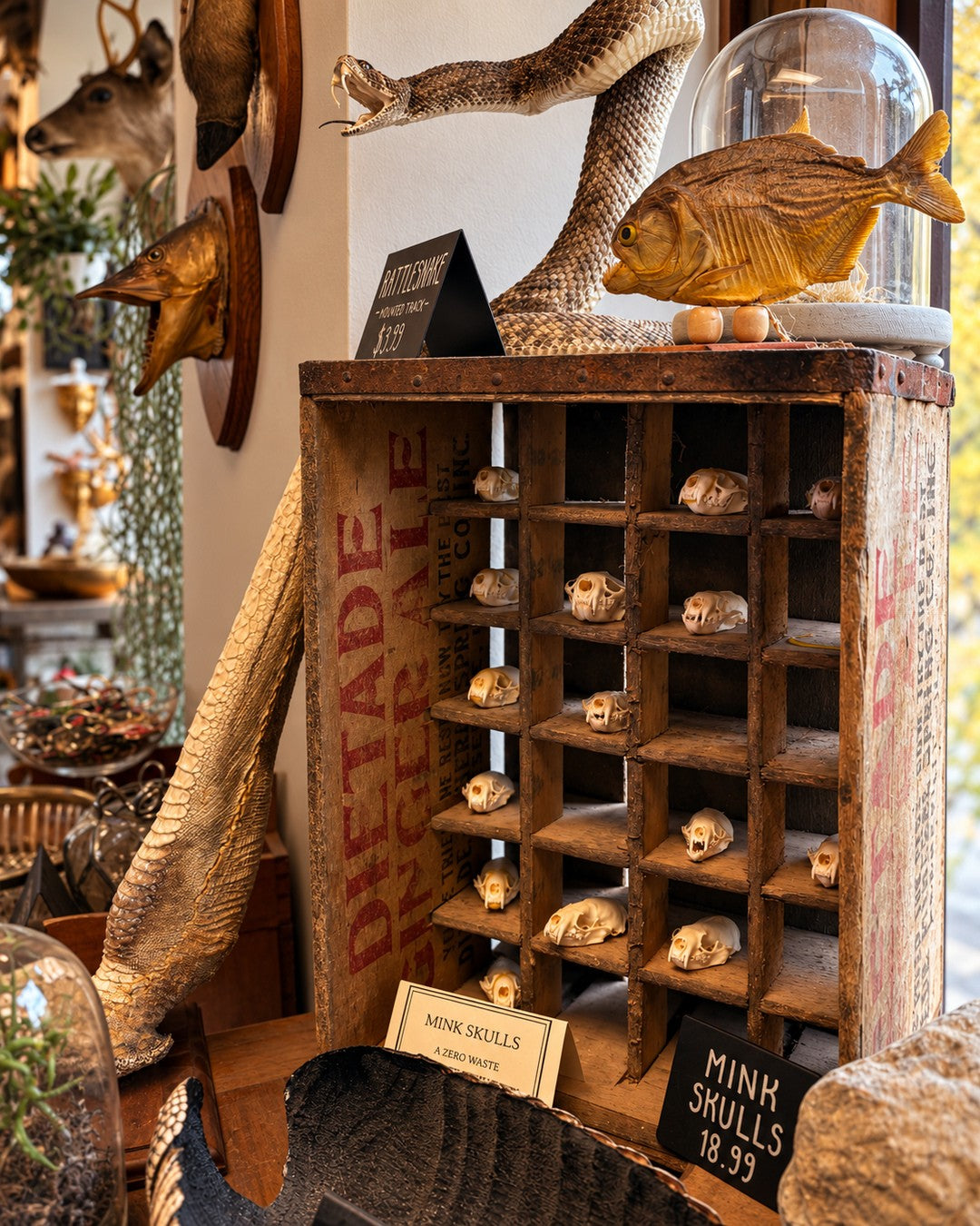 Skulls arranged in a vintage wooden display cabinet